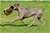 ipo3 FURFANTE RIPRODUTTORE SELEZIONATO ENCI - Triola Cane Corso